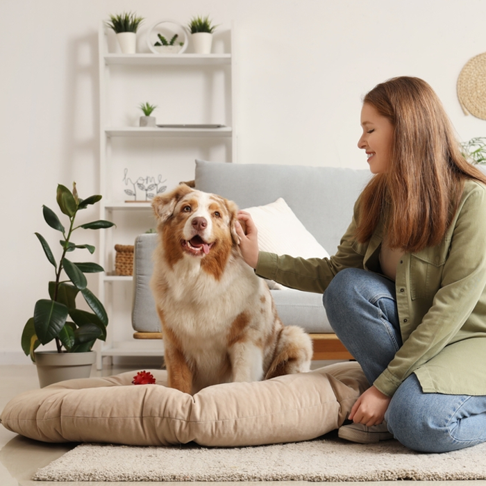 5 consejos para tener una mascota en tu depa