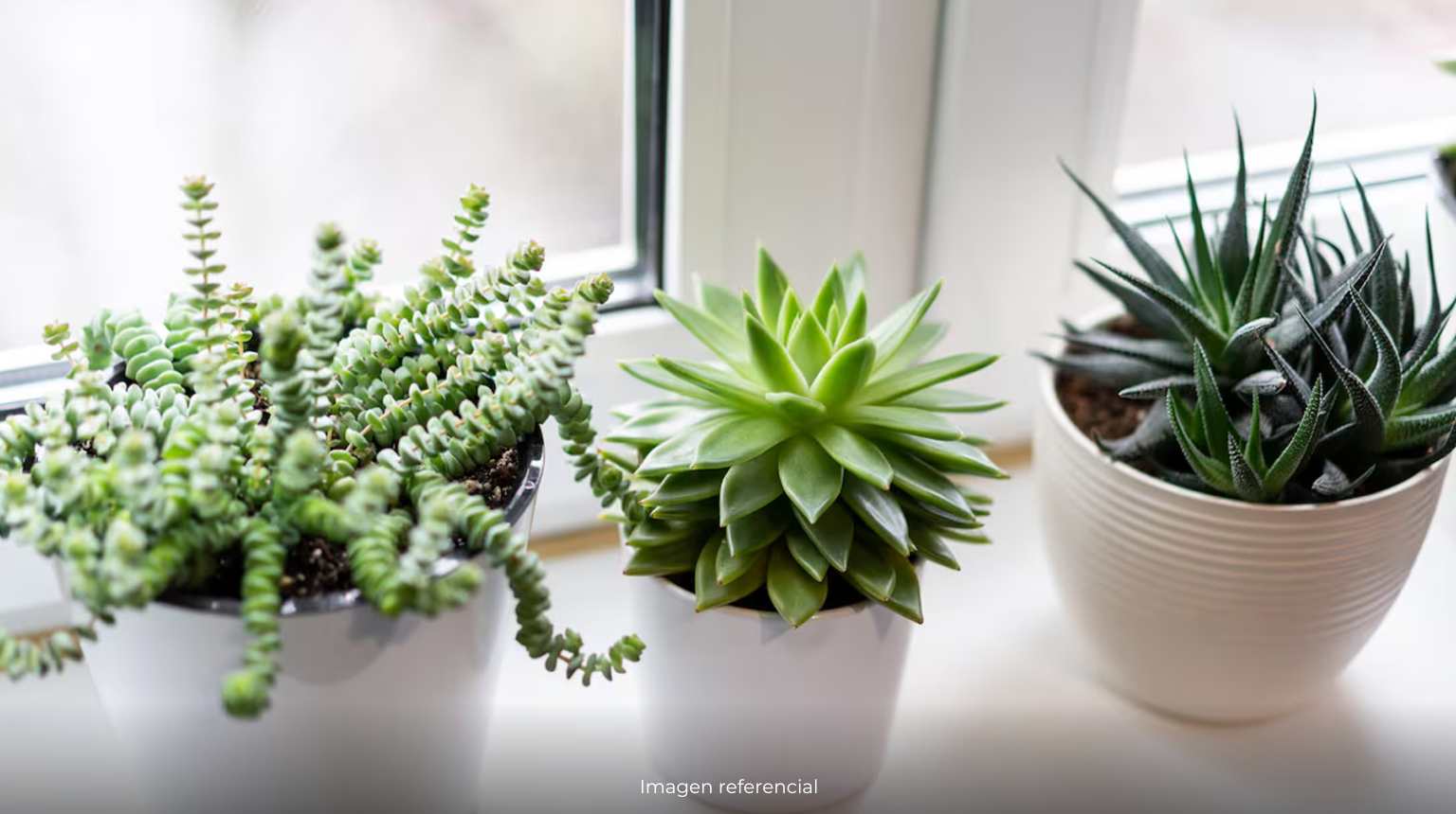 Plantas en macetas para departamentos | Consejos prácticos